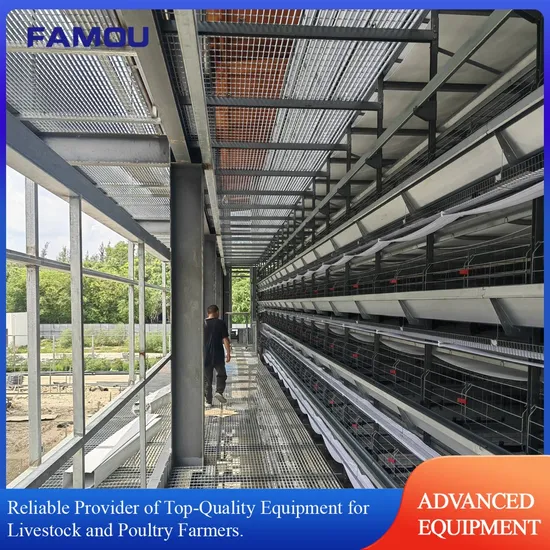 Complete Automatic Layer Chicken Cage System for Poultry Farming Equipment