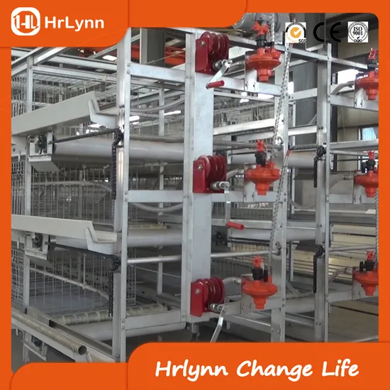 Fully Automatic Chicken Laying Equipment