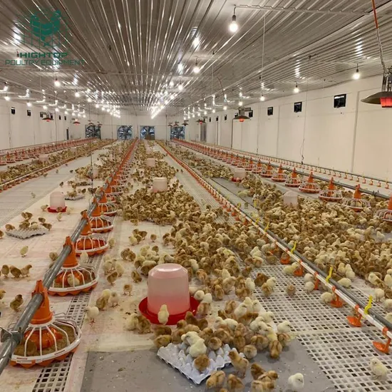 Poultry Farming Broiler Chicken Automatic Pan Feeding And Nipple Drinking System