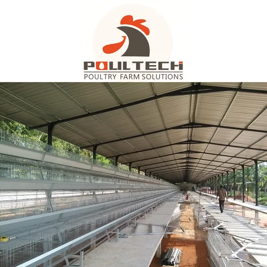 Poultry Farming Equipment and Chicken Cage Birds Cage for Sales