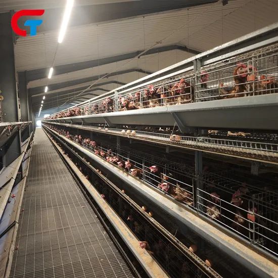 H Type Layer Poultry Equipment Layer Chicken Cage for Egg