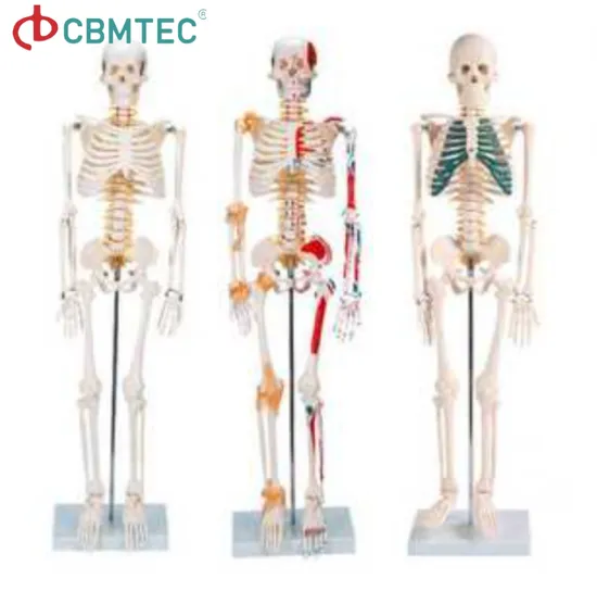 Human Skeleton with Half Side Painted Muscle Model (85cm) Anatomical Model