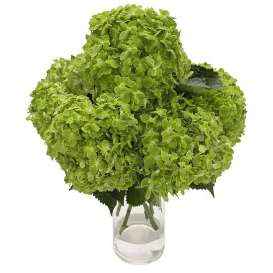 Fresh Cut Green Flower Emerald Hydrangeas Garden Flowers Roses Supplier