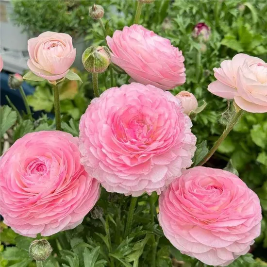 Flower Base Wholesale Fresh Pink Peony Fresh Flower for Wedding Festival Party