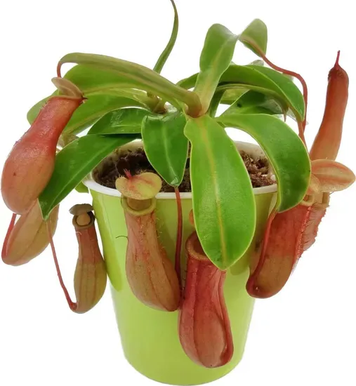 Nepenthes Alata Tissue Culture Plants/Young Plants/Live Plants Trays