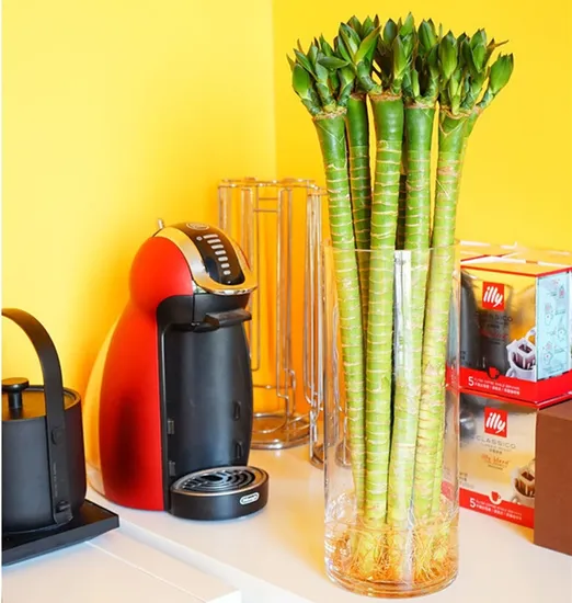 Straight Lotus Lucky Bamboo Indoor Home Decoration Plants