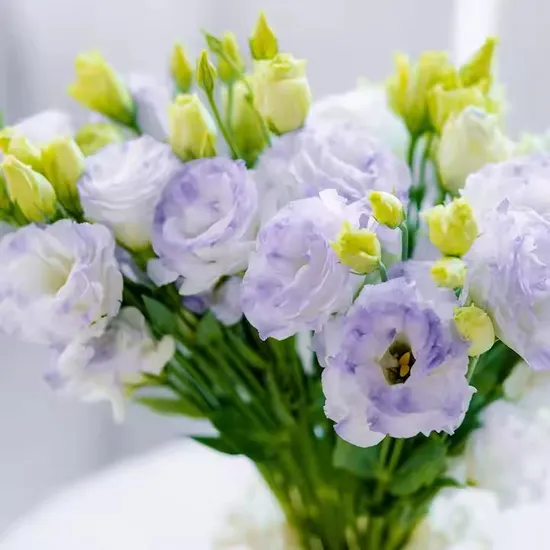 Wholesale Decoration Charming Floral Fresh Flower Eustoma with High Quality