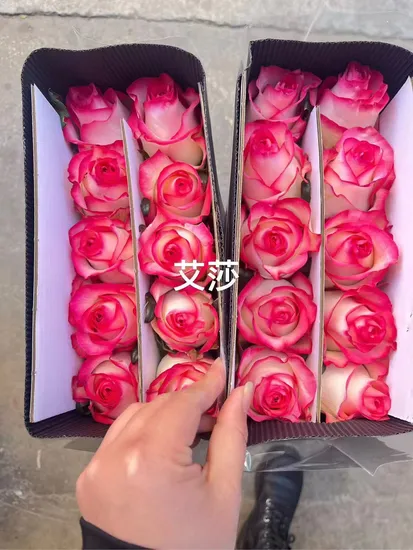Wholesale Cheap Fresh Cut Flowers Roses with Multiple Color Available Shipping by Truck or Air