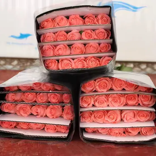 Top Quality Bulk Wholesale Kunming Roses Exporter Fresh Cut Flowers