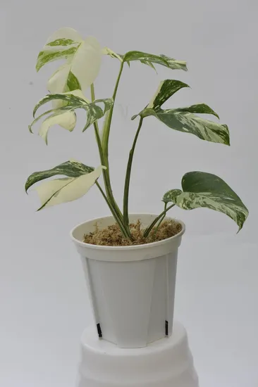 Monstera Borsigiana Albo Variegata Live Plugs Foliage Tray Plants Tissue Culture