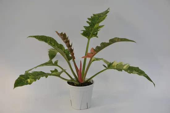 Philodendron Narrow Ring of Fire Live Plugs Tray Plants Tissue Culture
