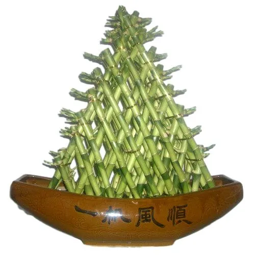 Spiral Lucky Bamboo 45cm Indoor Plant Flower Dracaena Sanderiana Home Decoration