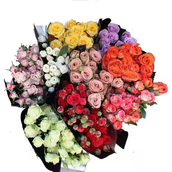 Yunnan Wholesale Long Stem Fresh Cut Flowers Spray Roses with Shipping by Truck
