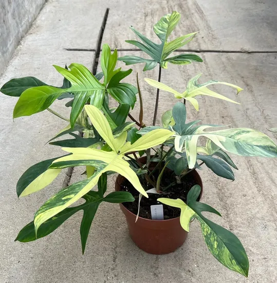 Philodendron Florida Beauty Tissue Culture/Young Plants Wholesale