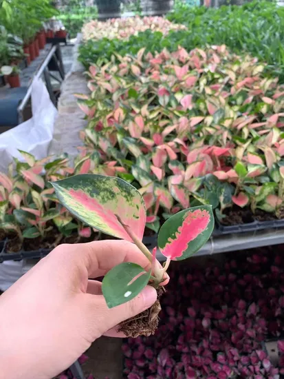 Natural Live Plants Wholesale Aglaonema China Red Seedlings