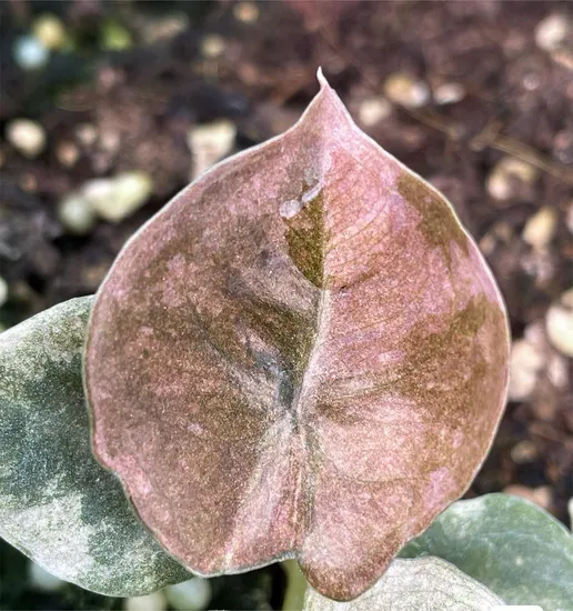 Alocasia Cuprea ′red Secret′ Variegata Tissue Culture Plants/Young Plants