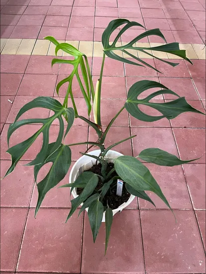 Monstera Dilacerata Live Plugs Foliage Tray Plants Tissue Culture