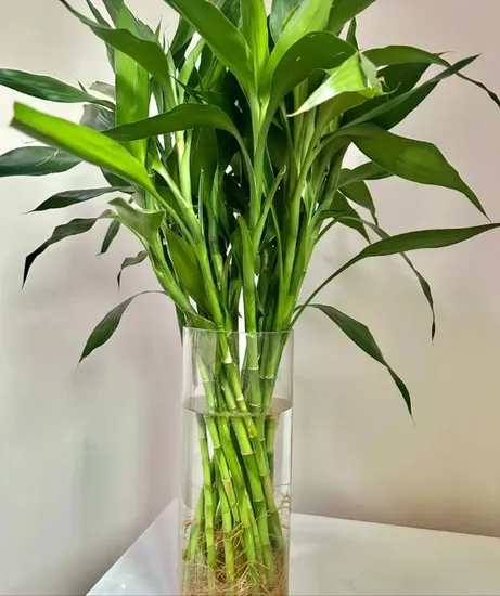 Green Bamboo Dracaena Sanderiana Fresh Cut Flower Wholesale Bundle