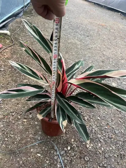 Colorful Ornamental Calathea Roseo-Picta Bonsai Live Plants