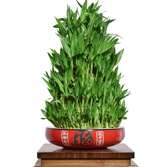 Chinese Live Lucky Bamboo Plant Dracaena Sanderiana Nursery