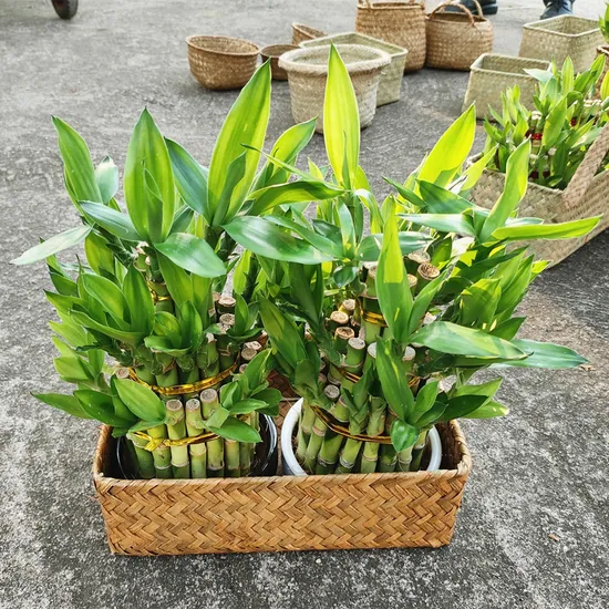 3layer Lucky Bamboo Draceana Fresh Cut Home Decoration Indoor Plant Flower