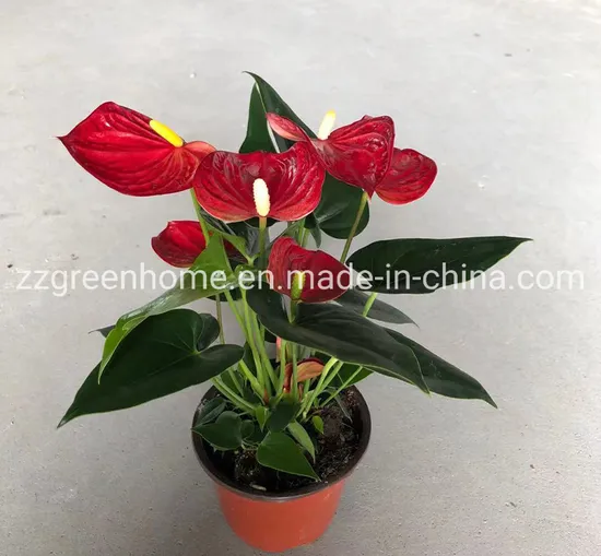 Anthurium Red Spot Bineau Indoor Plant