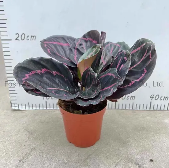 Calathea Dottie Live Plants Agricultural Indoor Plants for Home Decoration