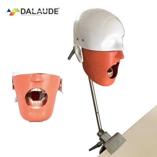 Dental Phantom Manikin Silicone Material Variable Size Comfortable to Operate and Train