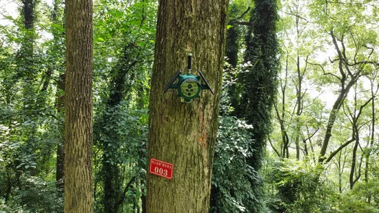 Forest Fire Detector Solar Field Fire Monitoring Equipment