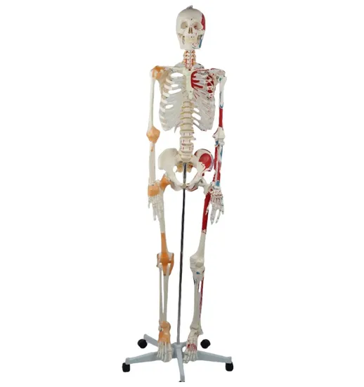 180cm Anatomical Model with Painted Muscle and Ligament Human Skeleton