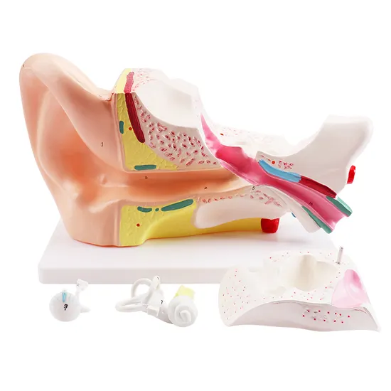 Human Ear Model 5X Teaching Anatory Model Ear Anatomy Model