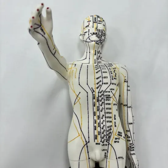 Hot Sale Traditional Chinese 52cm Male Acupuncture Model