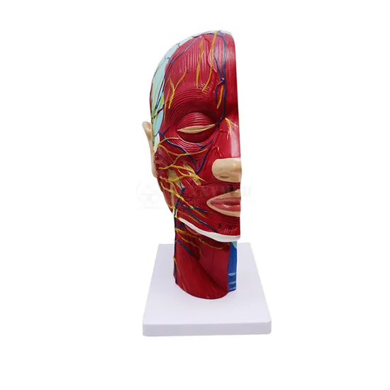 Sy-N027 PVC Human Anatomical Head Brain Model Half Head Vessels Model