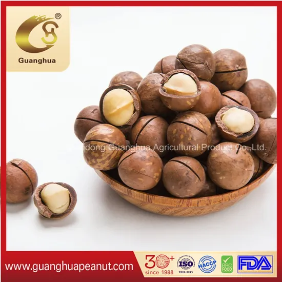 Best Quality New Crop Roasted Macadamia in Shell with Cut