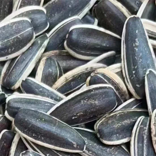 High Quality Inner Mongolia Sunflower Seed T5 Big Size