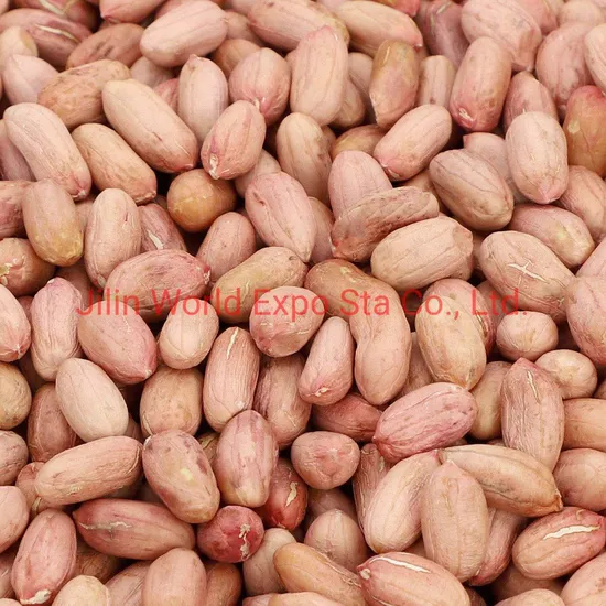 Wholesale Shandong Big Size Peanuts 34 38 High Quality Groundnuts From China