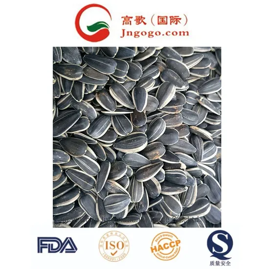 Freshly Harvested Sunflower Seeds for International Markets