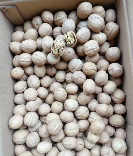Xinjiang Competitive Price Paper Skin Walnuts Organic Walnut Kernel Without Shell