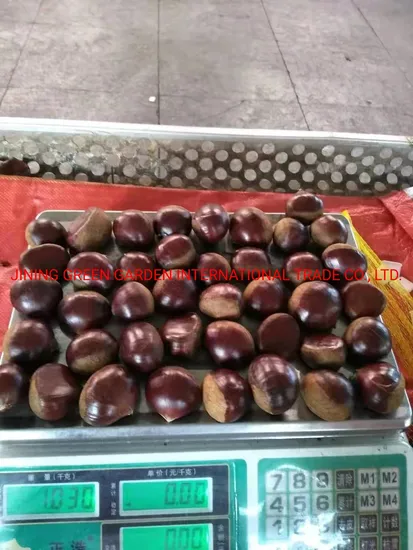 High Quality Chinese Fresh Chestnut Chestnuts Kernal New Harvest Wholesale Lowest Price