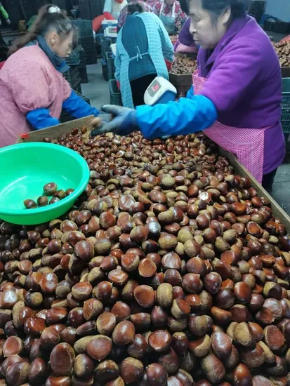 Big Size New Season Chinese Fresh Chestnuts