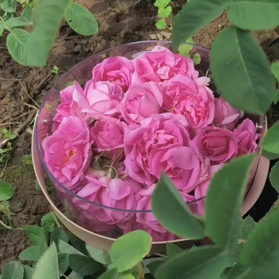 Organic Damascus Rose Tea Dry Rose Tea