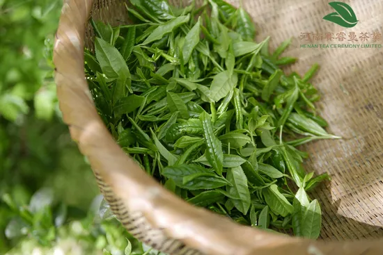 Factory Provide Chinese Green, Black, Oolong, Gunpowder, Loose Tea