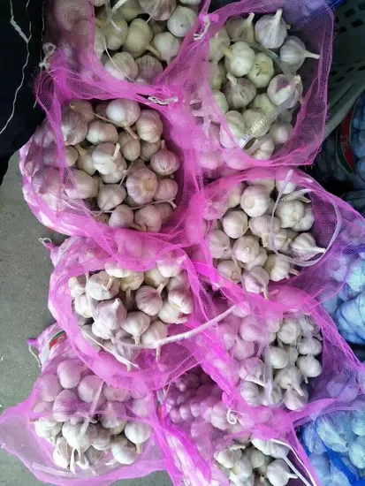 10kg Box Packing Fresh China 2024 Crop Garlic Price