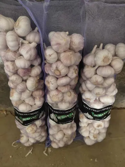 New Fresh Garlic with Good Quality Available
