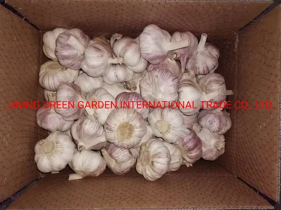 China Garlic Wholesale for Israel 6.5cm Garlic Market Price 10kg Carton