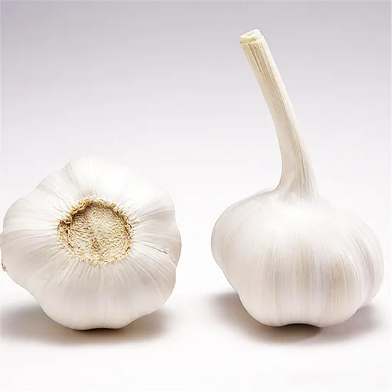 Wholesale White Garlic Extract with Good Price