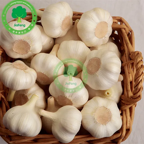 Fresh Pure White Garlic Hot Sale Chinese Peeled Garlic with Favorable Prices