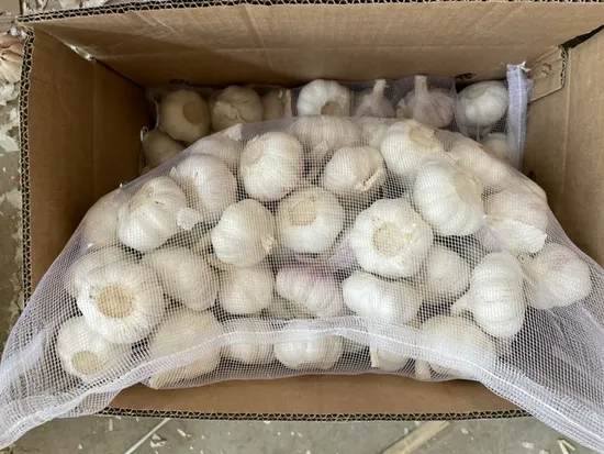 China Big Size Vary Packing New Crop Fresh Pure White Garlic