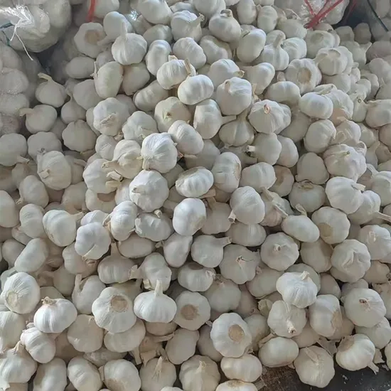 100% Fresh Natural-Grade Whole Garlic with 4.0cm-6.5cm Bulbs for Seasoning Blends