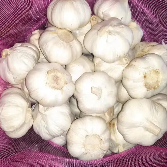 High Quality Pure White Garlic Fresh Harvested Origin China for Wholesale